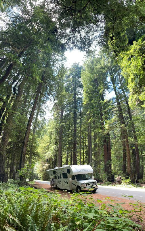 redwoods 2.jpg